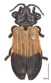   Callohispa  habitus. 